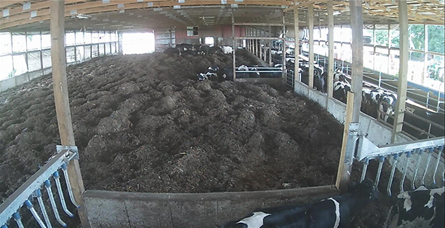 View from camera in dairy barn