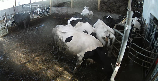 View from camera in dairy barn