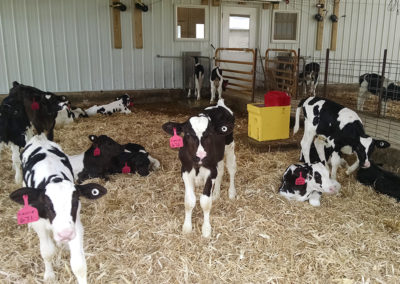 Calf Feeder Projects