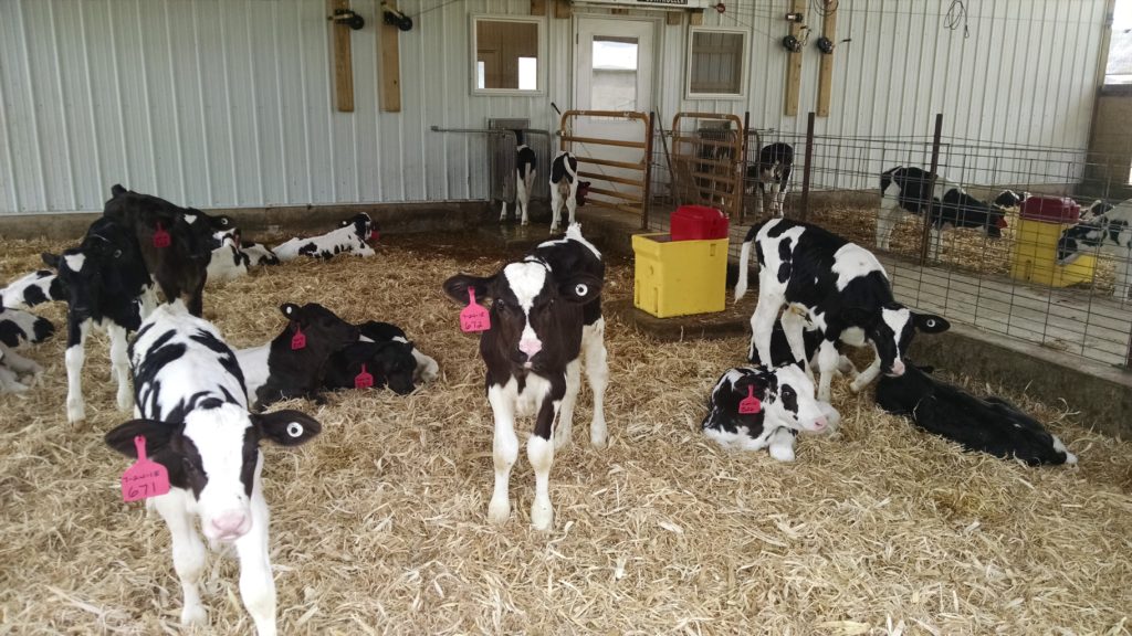 Calf Feeders B&R Dairy